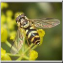 Dasysyrphus albostriatus - Gestreifte Waldschwebfliege w03.jpg